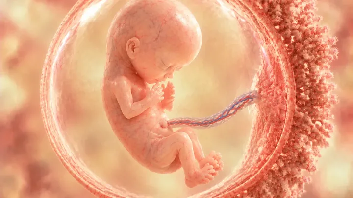 تصویر شبیه‌سازی‌شده‌ی جنین در هفته‌ی ۱۲ بارداری